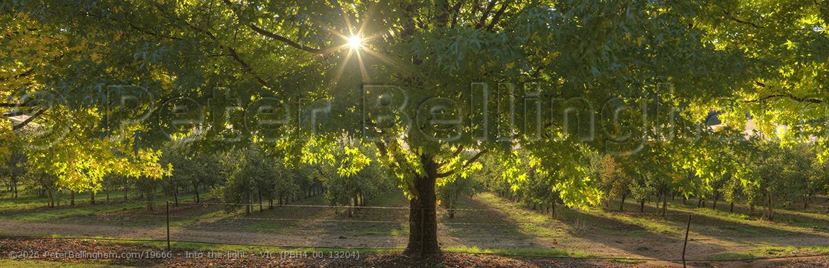 Peter Bellingham Photography Into the light - VIC (PBH4 00 13204)